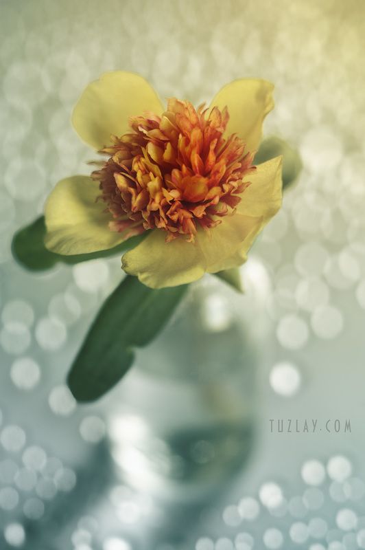 Жёлтый во флаконе и бокешки фото превью