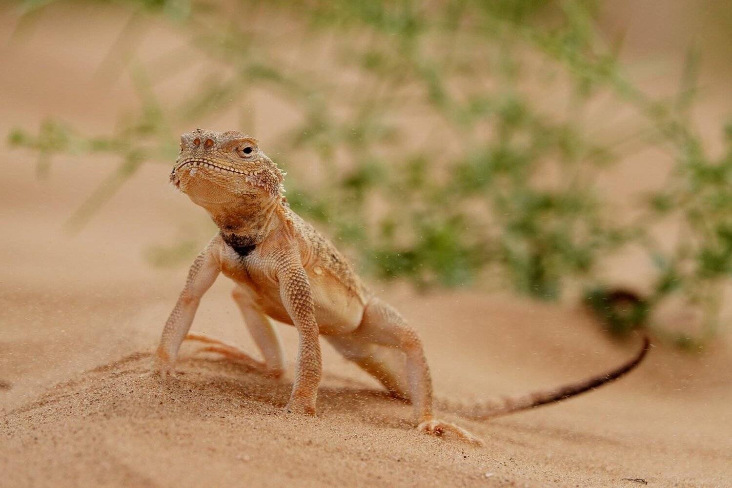 кругло-головка ушастая, Александр Маркелов