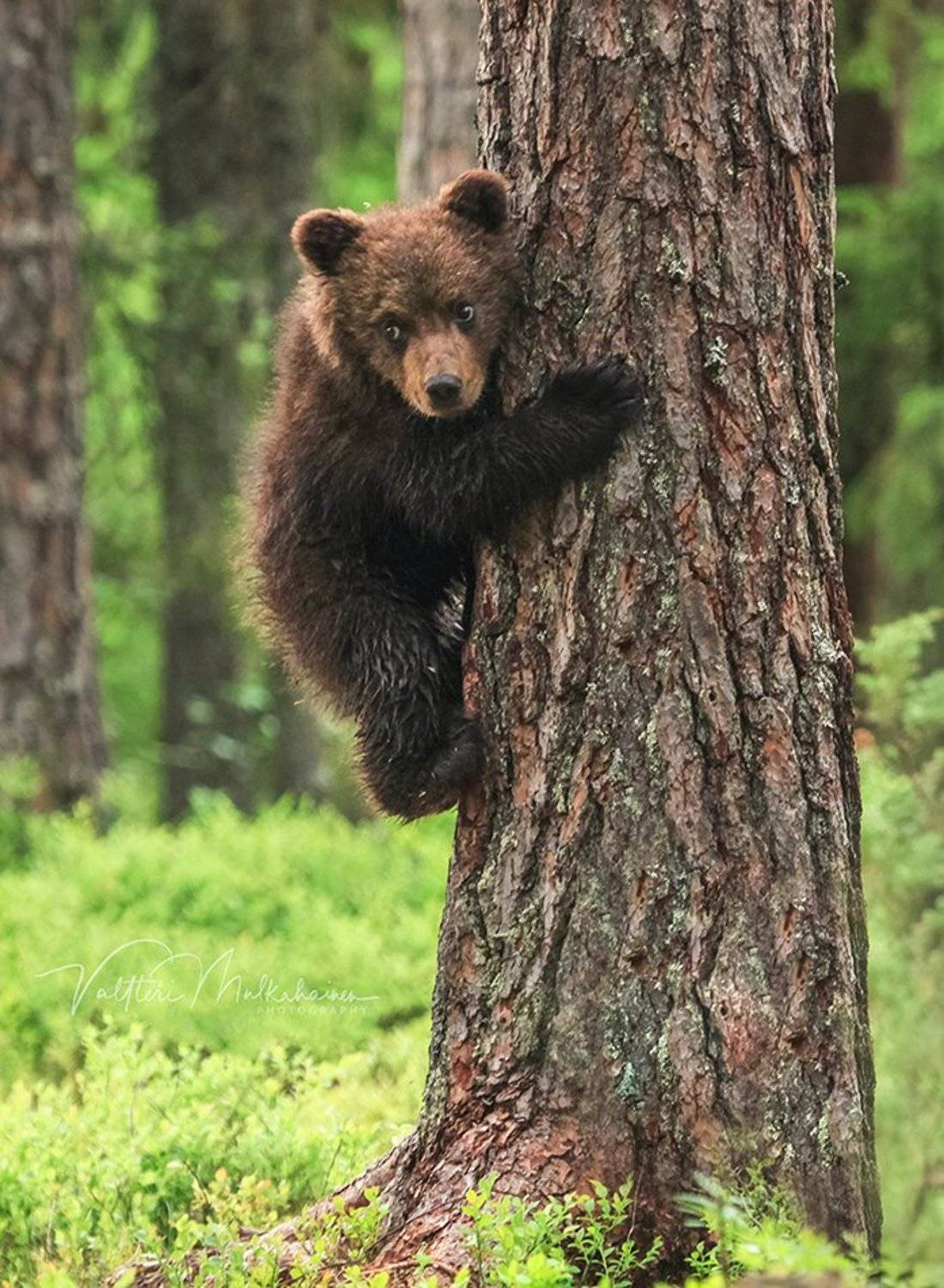 , Valtteri Mulkahainen