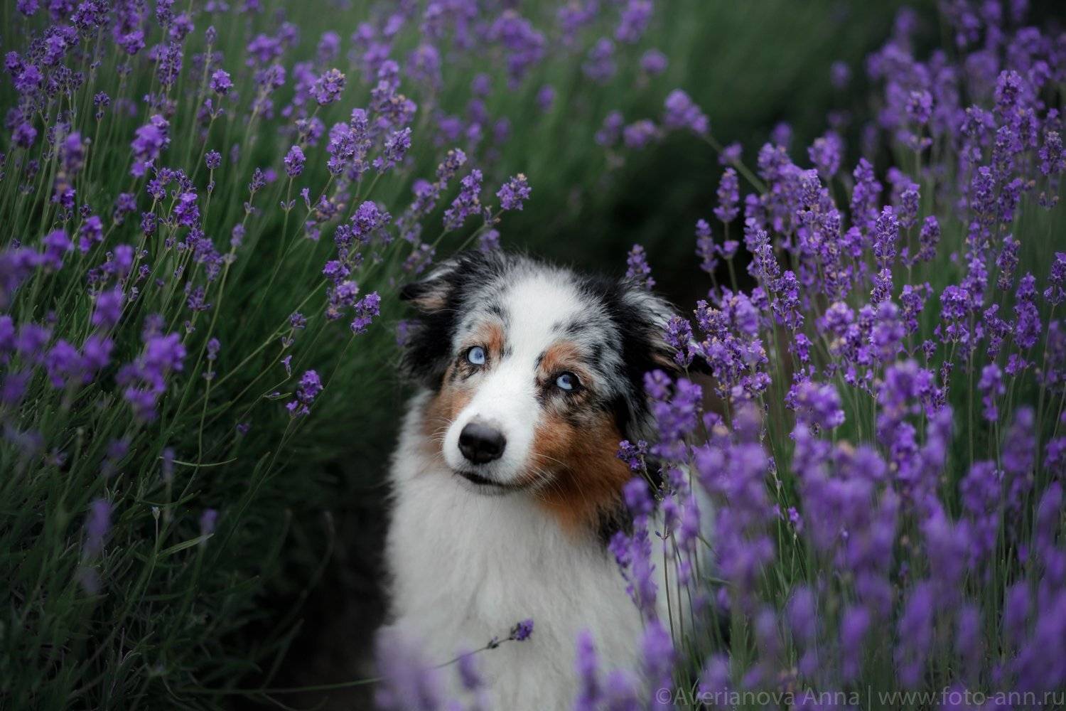 собака, природа, лаванда, Анна Аверьянова