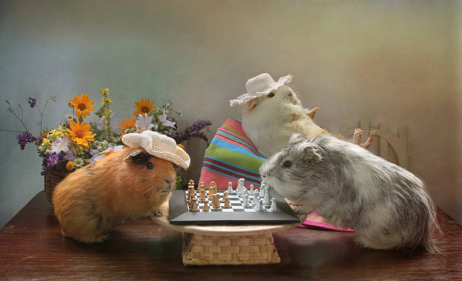 композиция, животные, морские свинки, лето, шахматы, дачные истории, Ковалева Светлана