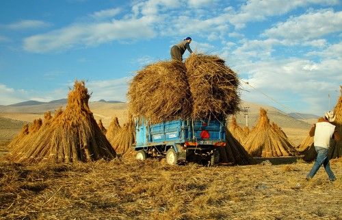 Harvest time