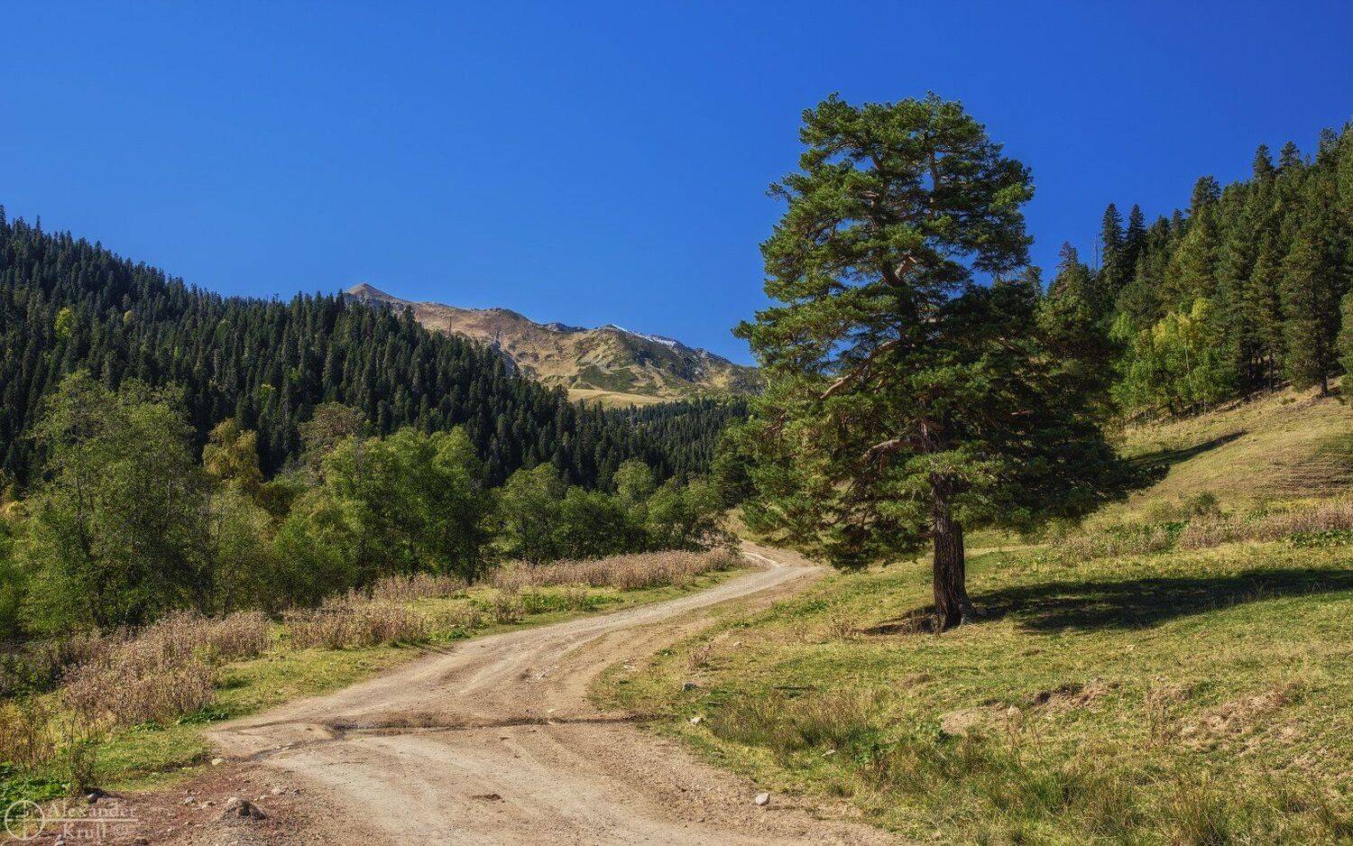 , Александр Круль