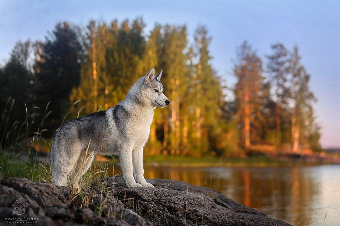 , Андрей Ершов