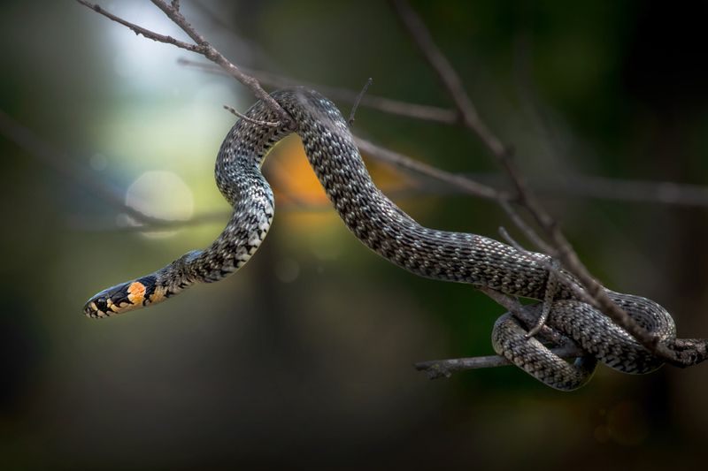 уж, макро, змея Виртуоз фото превью