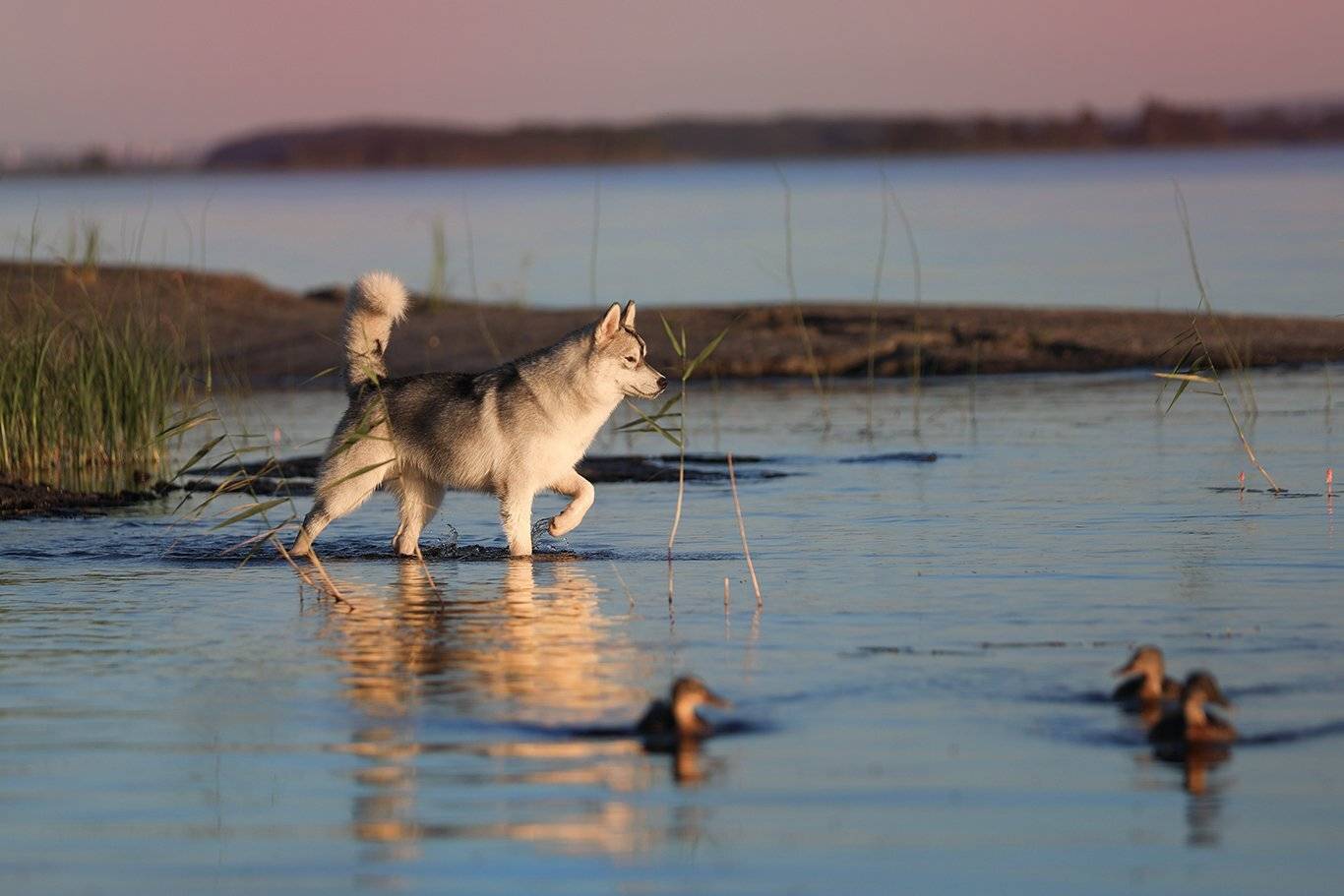 , Андрей Ершов