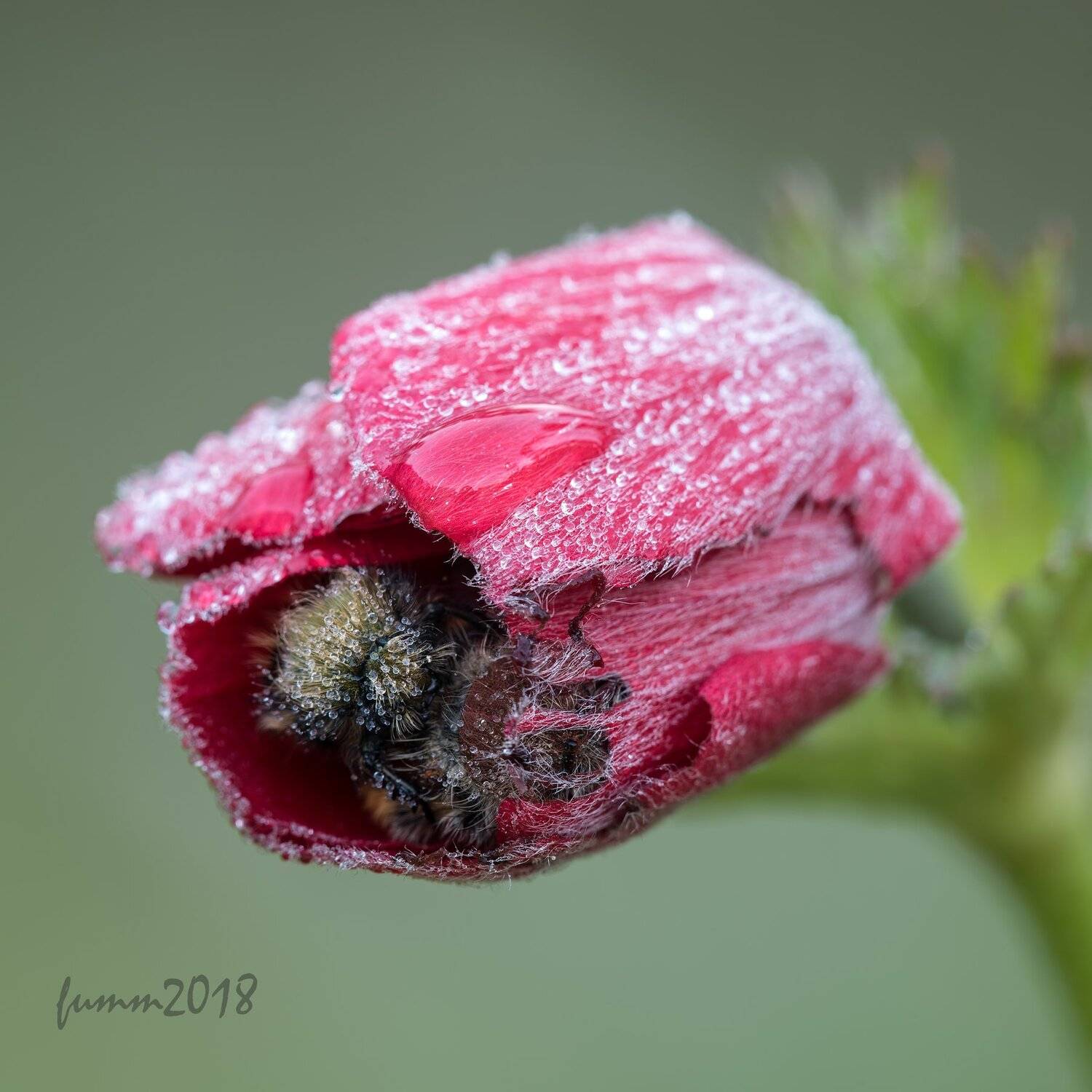 , Игорь ФУММ