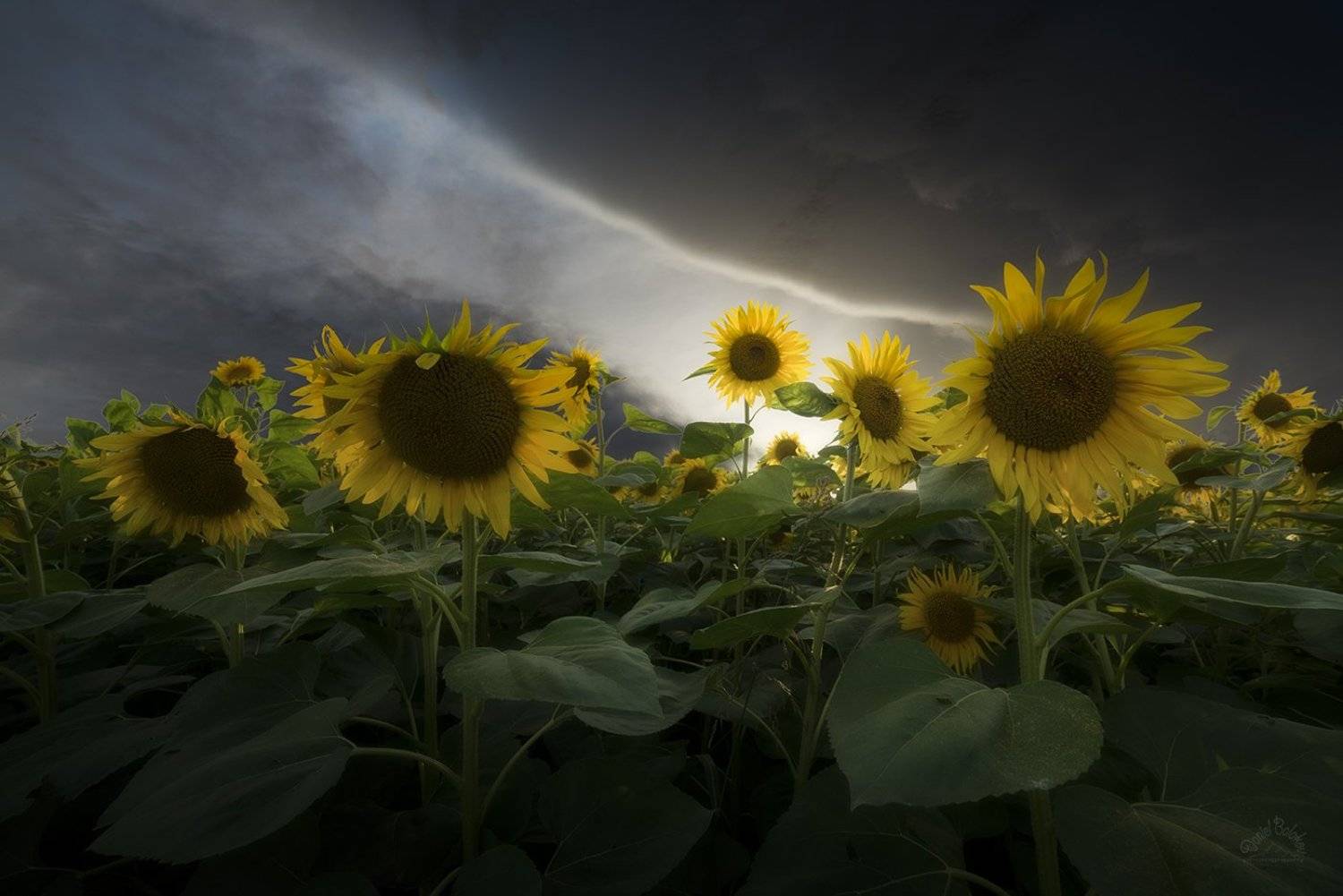 sunflowers, Даниел Балъков