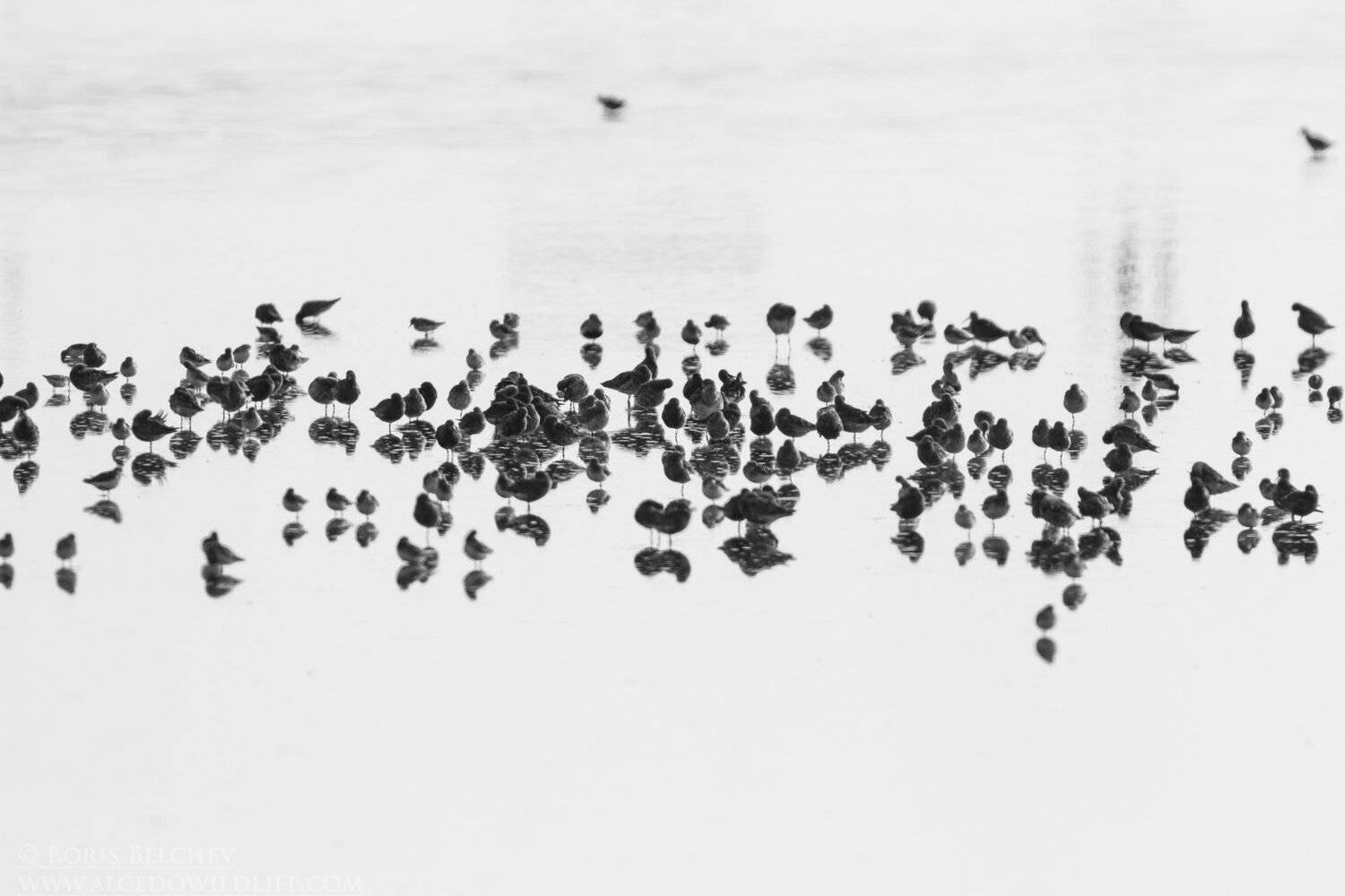 , Борис Белчев