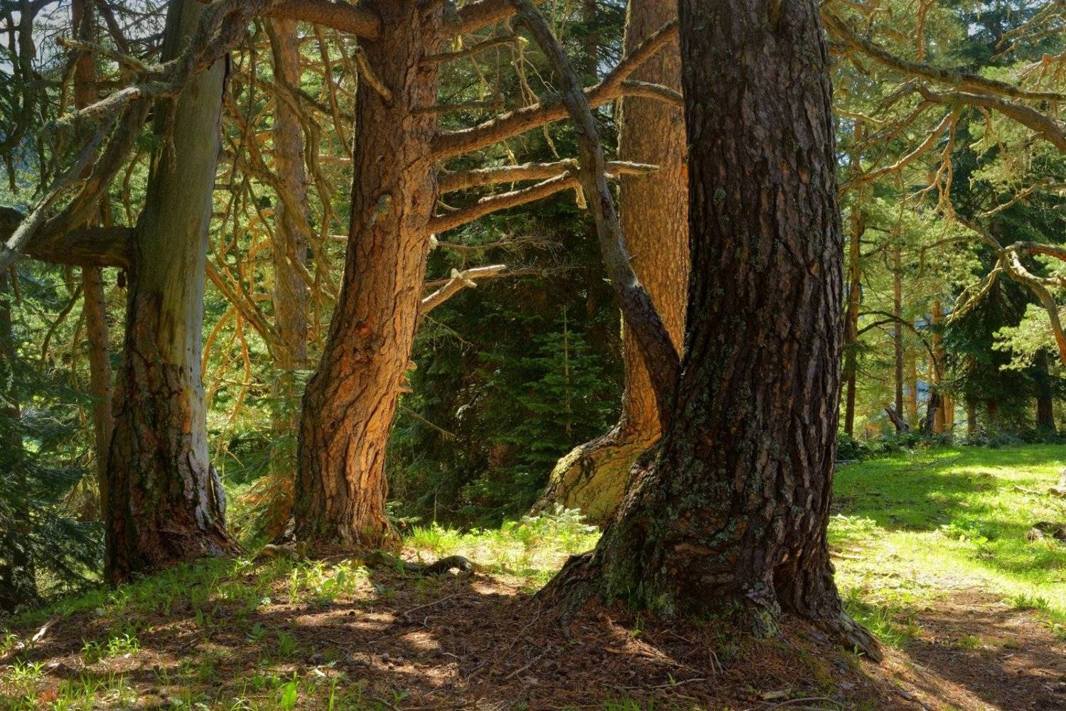 горы весна кавказ архыз лес тропа утро, Александр Жарников