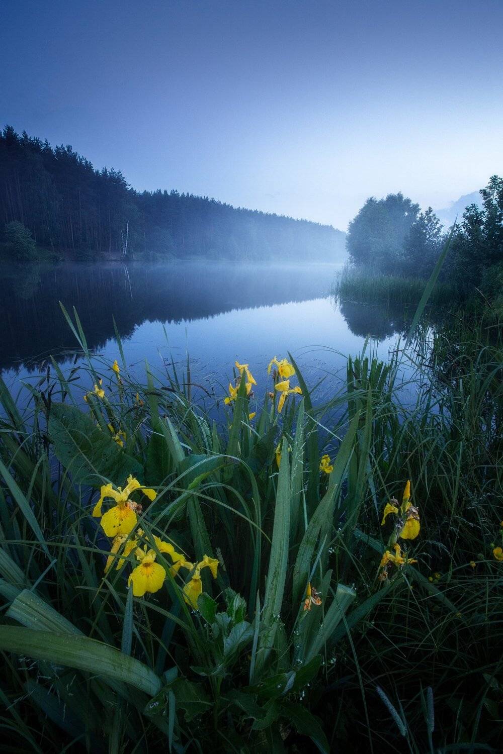 ирисы, цветы, сумерки, природа, nature, landscape, water, fog, Мартыненко Дмитрий