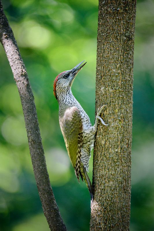 Птенец зеленого дятла фото превью