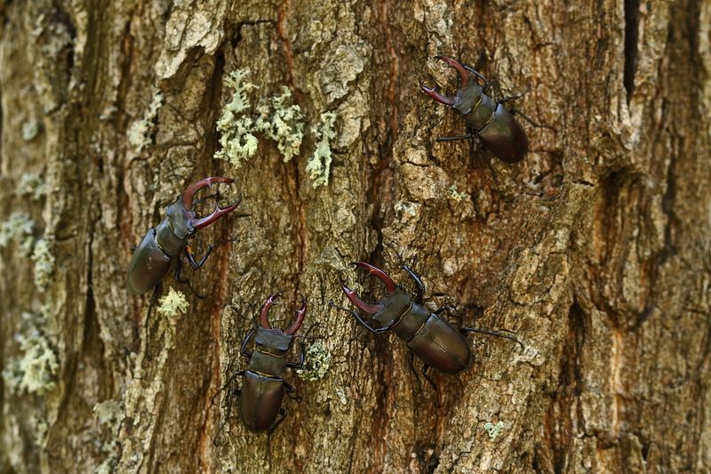 жук-олень, lucanus, cervus, самарский лес Клуб поверженных соперников фото превью