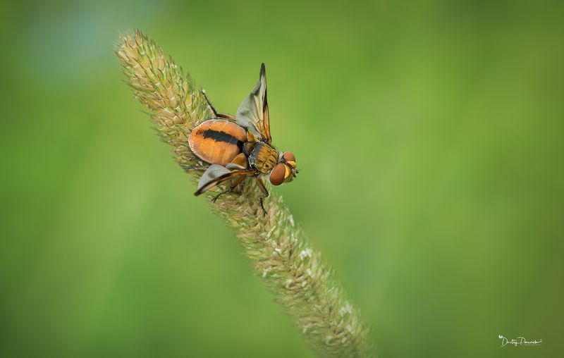 Красавица :) фото превью