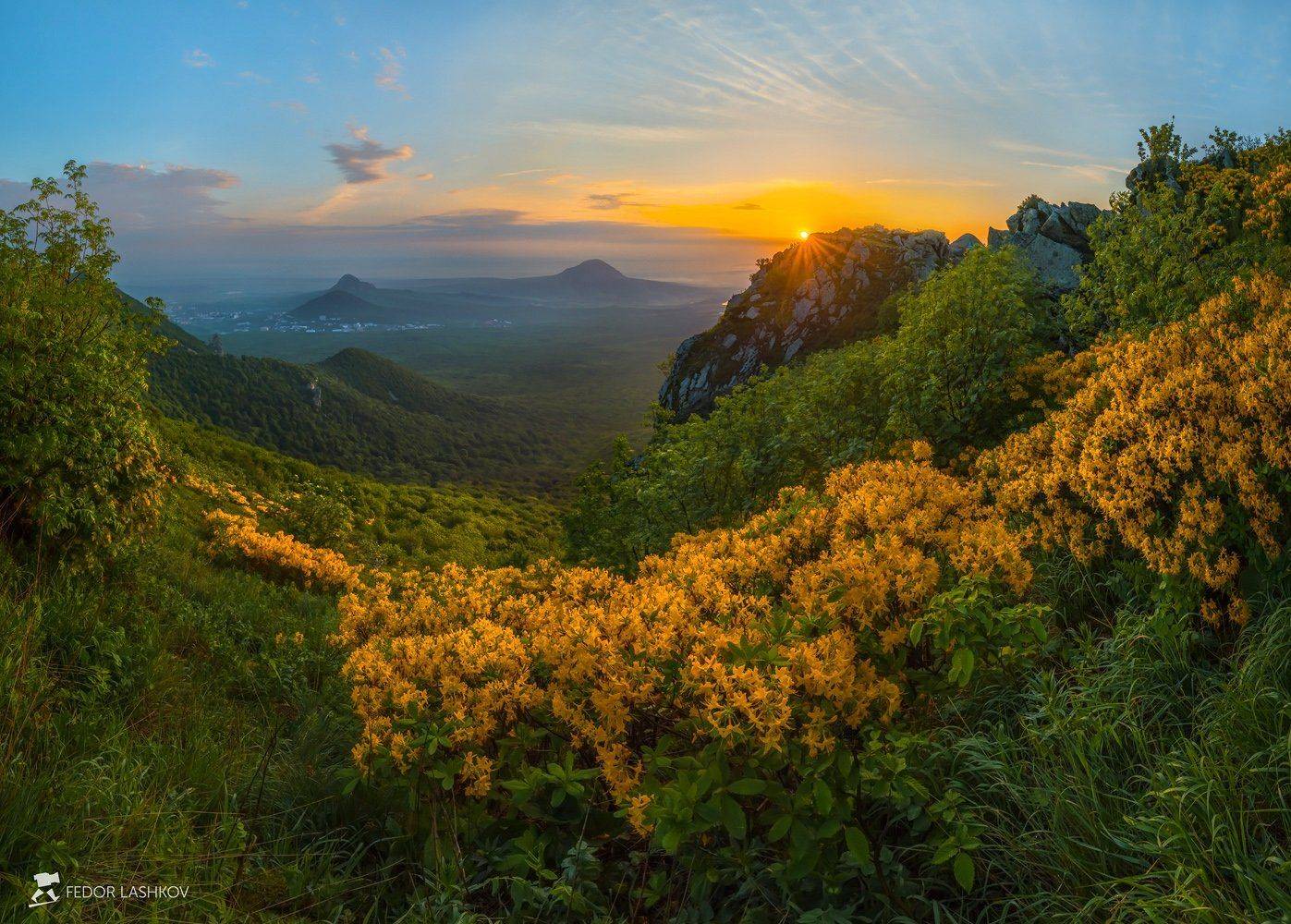pentax645z, pentaxrussia, pentax, ставропольский край,  путешествие, фотоальбом, цветы, природа,  горы, бештау, кавминводы, рододендрон, азалия, вершина, тау, рассвет, трава, кустарник, весна, средний формат, железноводск., Лашков Фёдор