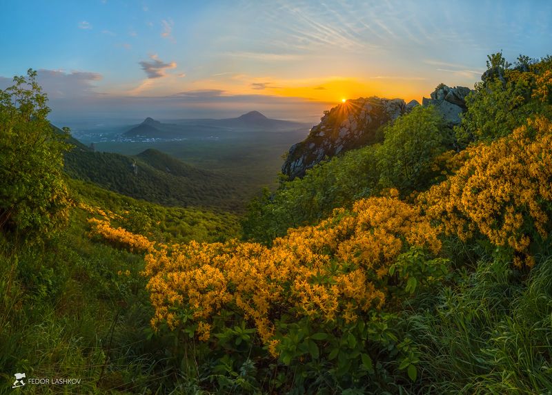 Золотые цветы фото превью