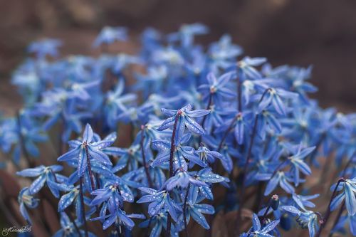 Сцилла (пролеска)