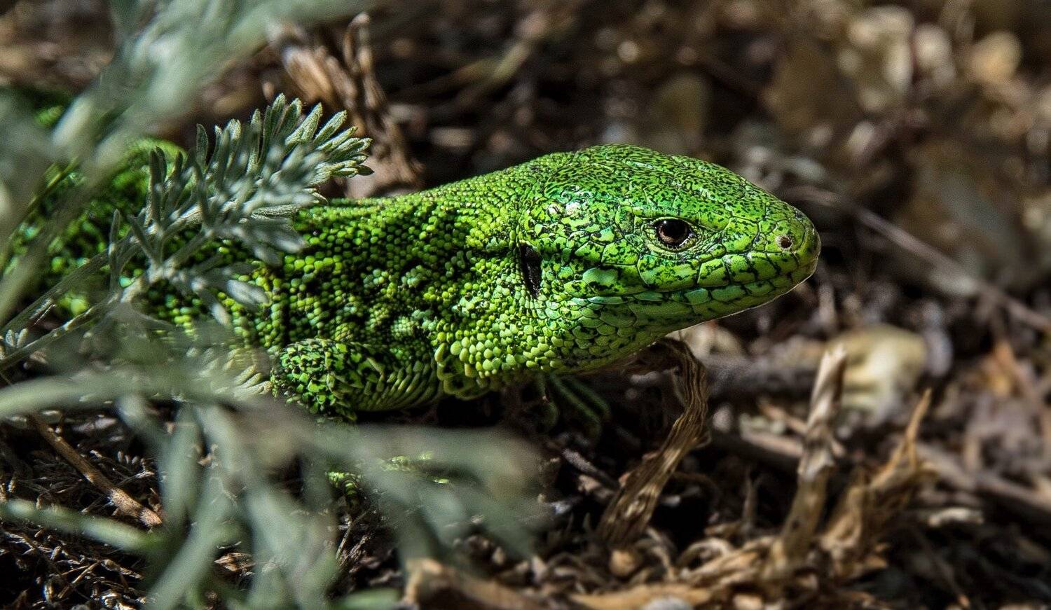 ящерица, Евгений Дроботенко