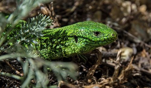 Зелёная  ящерица