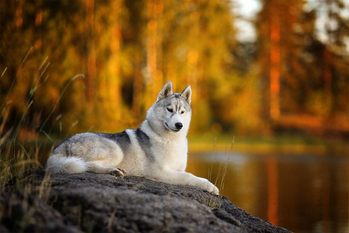 , Андрей Ершов