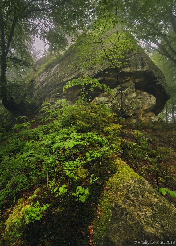 Хранитель леса. Покутские Карпаты. фото превью