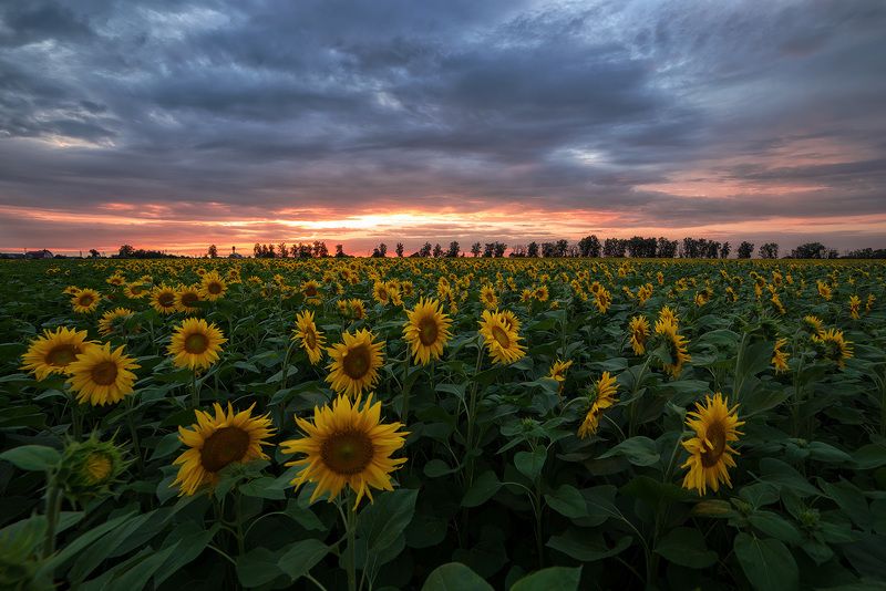 подсолнухи, sunflowers, пейзаж, закат Тысячи солнц фото превью