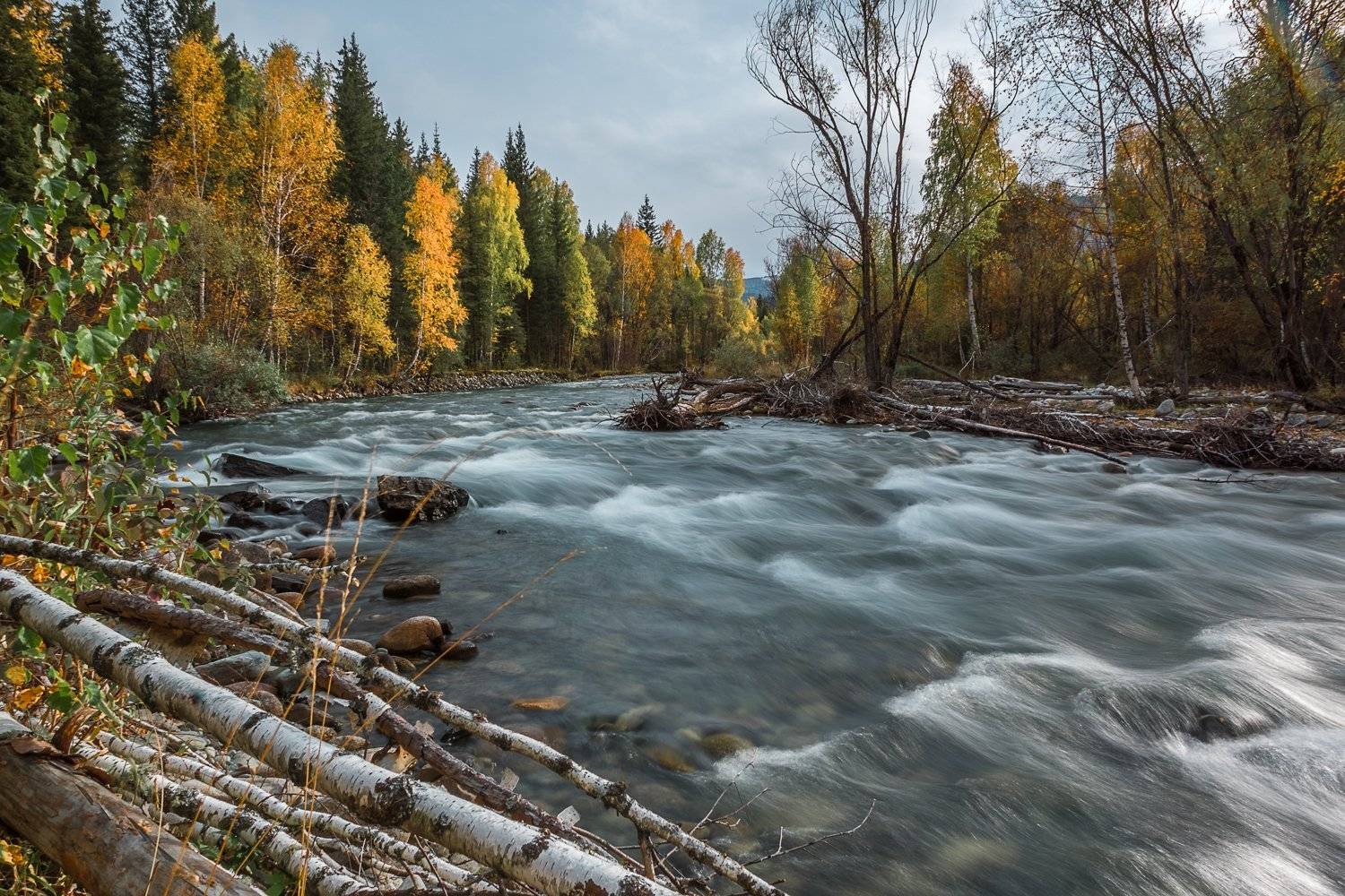 природа, пейзаж, горы, река, ландшафт, Россия, горный Алтай, лес, осень, Лариса Николаевна Дука