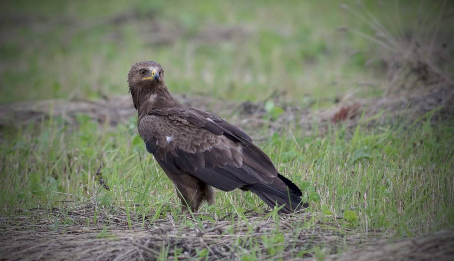 , Руслан Соколов