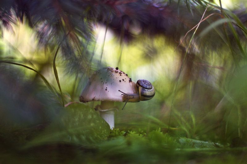 Snail  фото превью