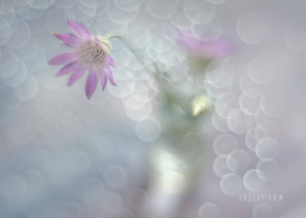 сухоцвет, бессмертник, юпитер 8, боке, софт фокус, лето во флаконе, Владимир Тузлай