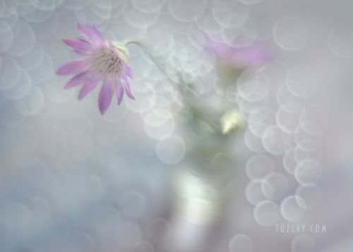 Bokeh Fantasy
