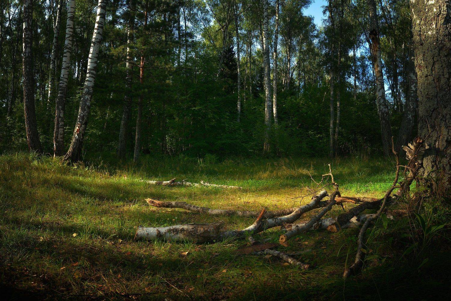 лес, природа, пейзаж, подмосковье, Алексей Никонов