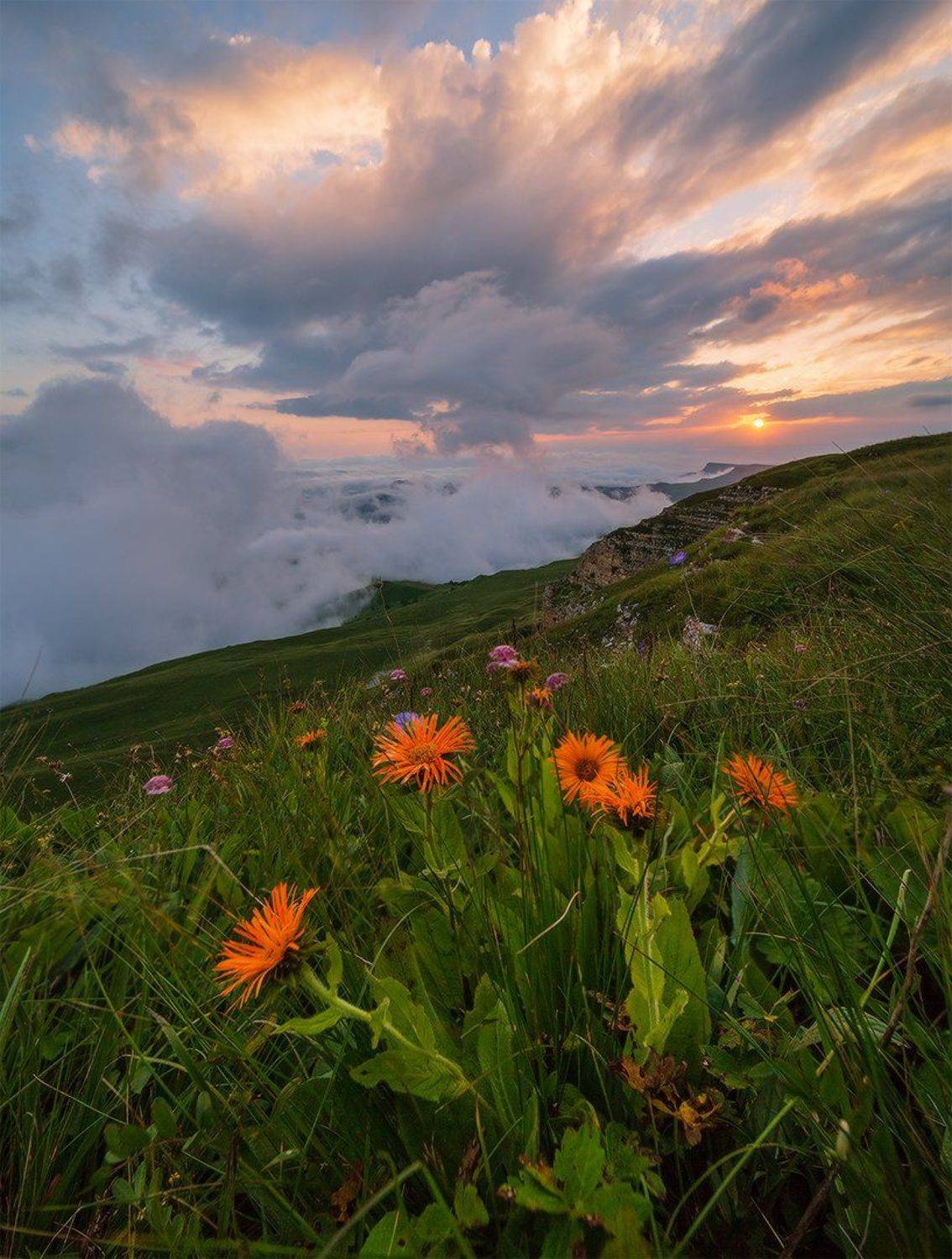 западный кавказ гум баши цветы закат июль, Николай Мысливцев