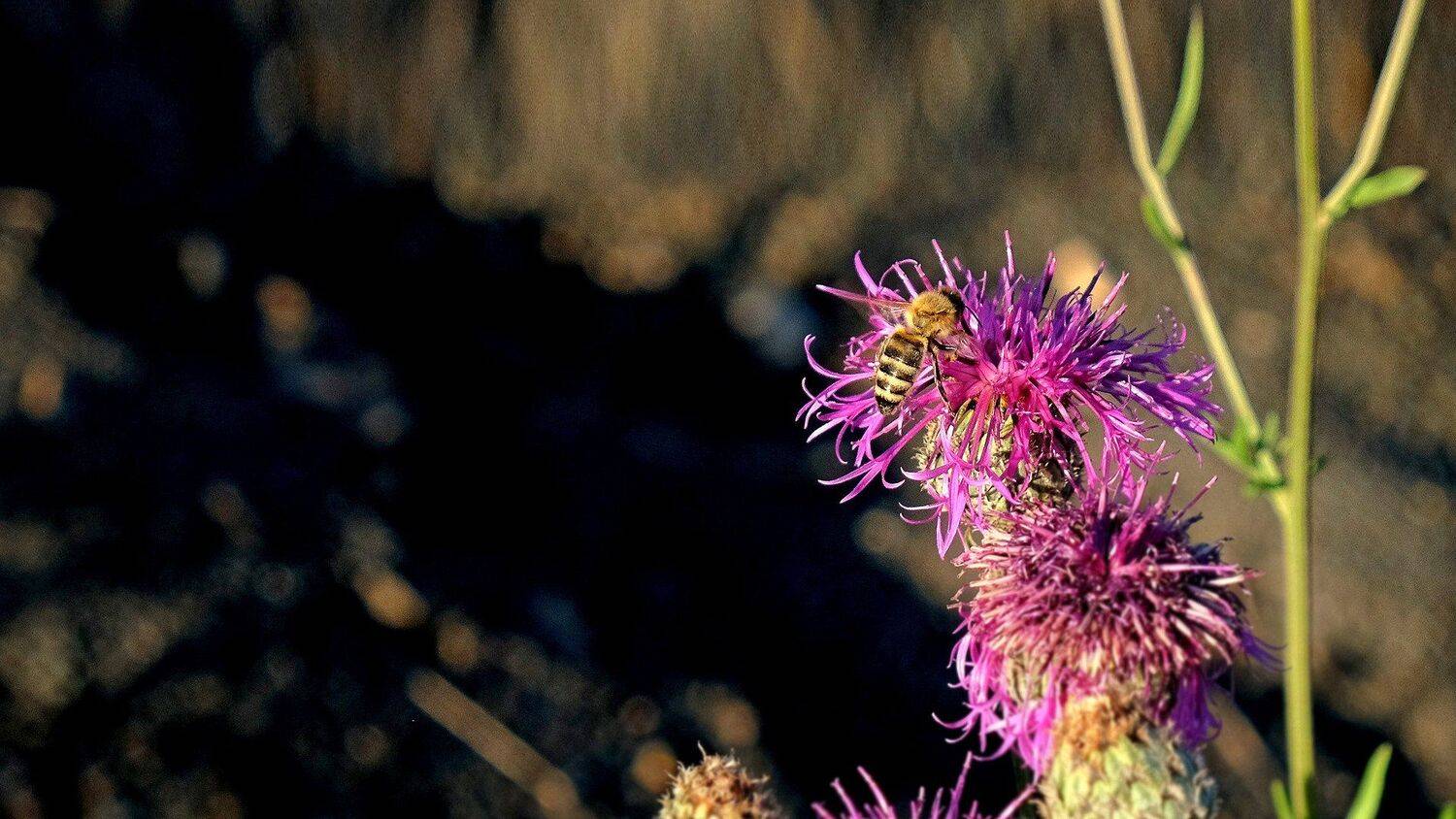 макро, пчела, цветок, свет, цвет , Александр Потапов