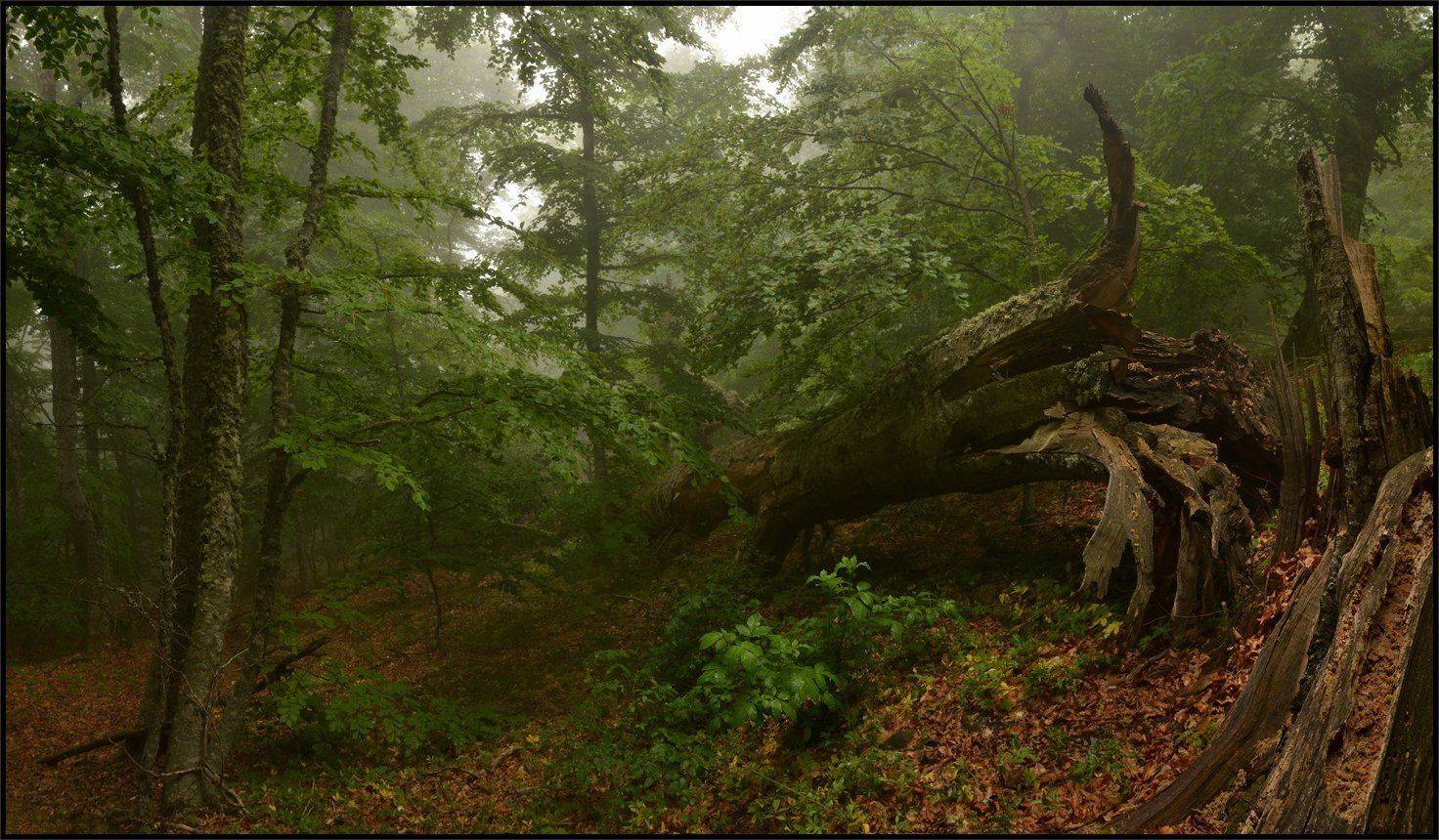 , Владимир Метцгер