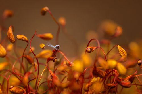 В мире красных гигантов