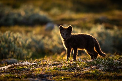 Arctic fox in backlight.