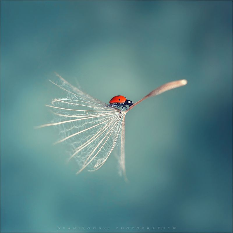 flying ladybird фото превью