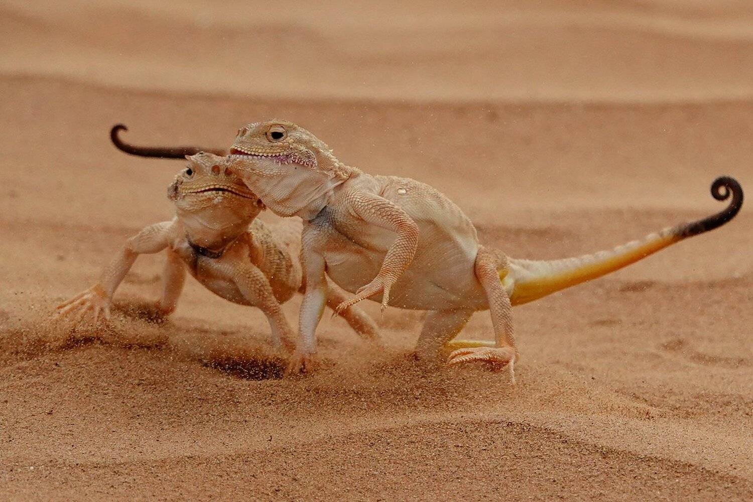 разговор, Александр Маркелов