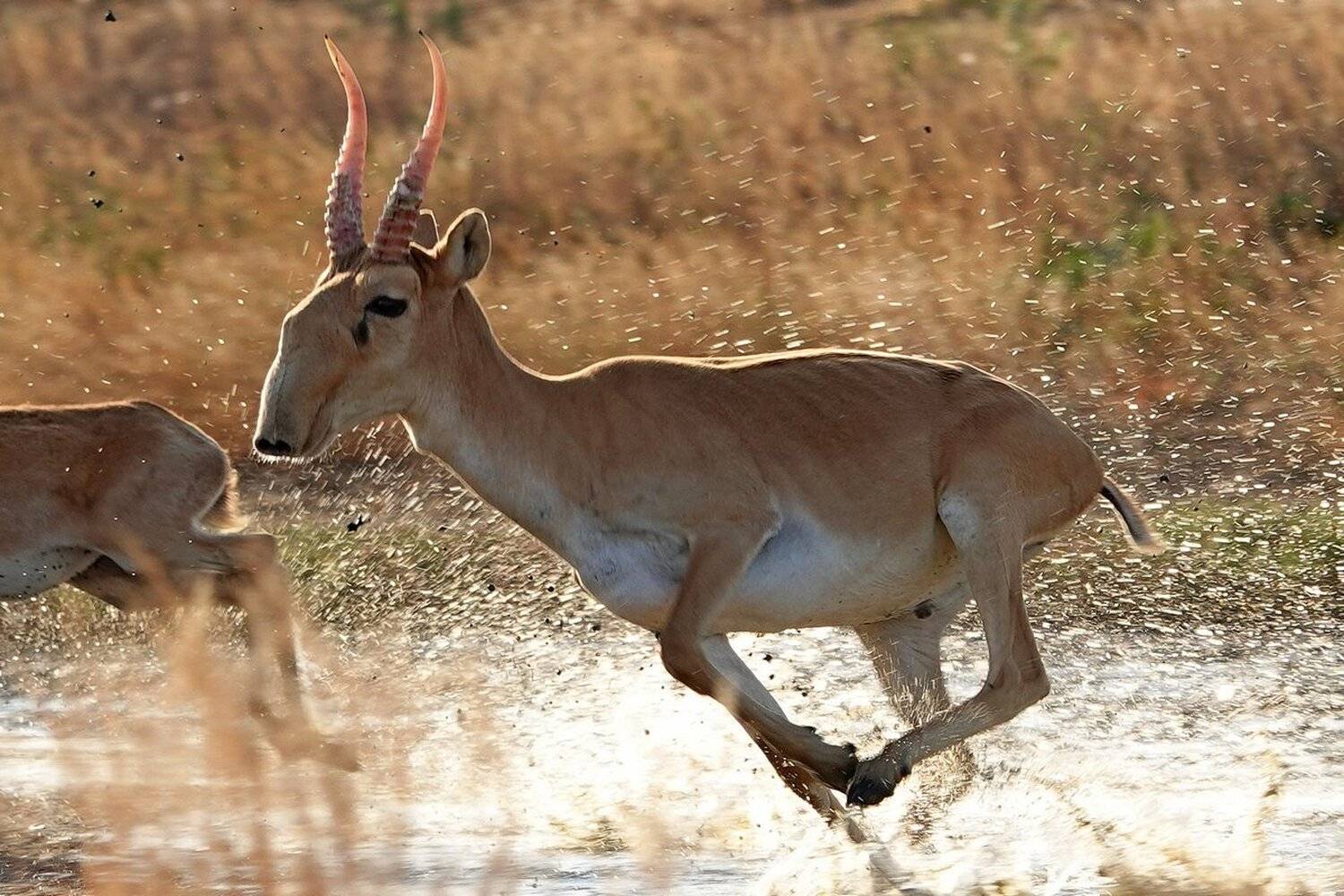 сайгак, Александр Маркелов