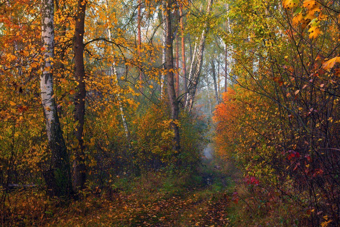 лес, осень, ноябрь, туман, сырость, Галанзовская Оксана