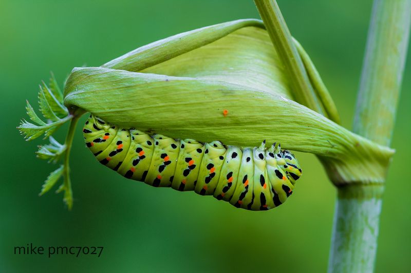 Гусеница махаона Papilio machaon фото превью