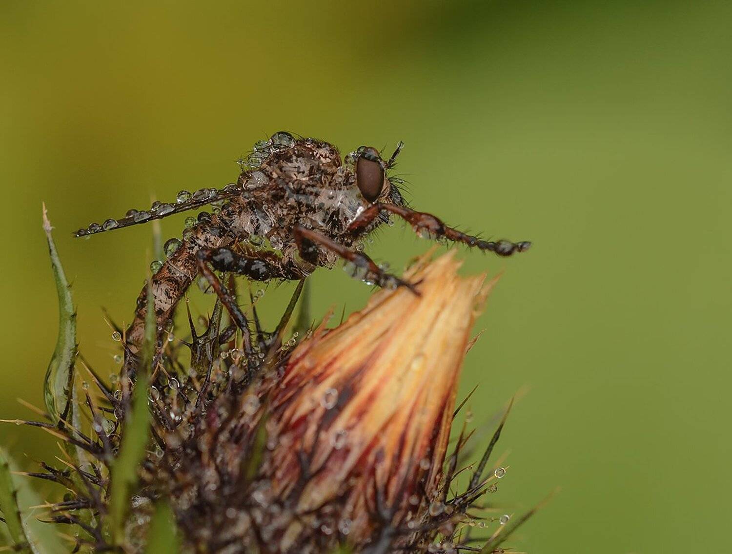, Анатолий Зверев