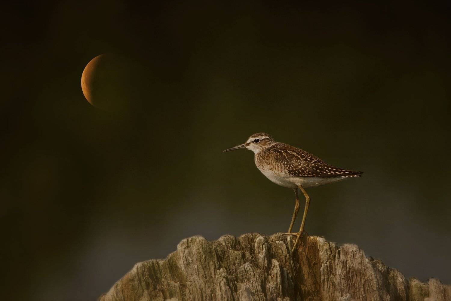 , Arkadiusz Michalak