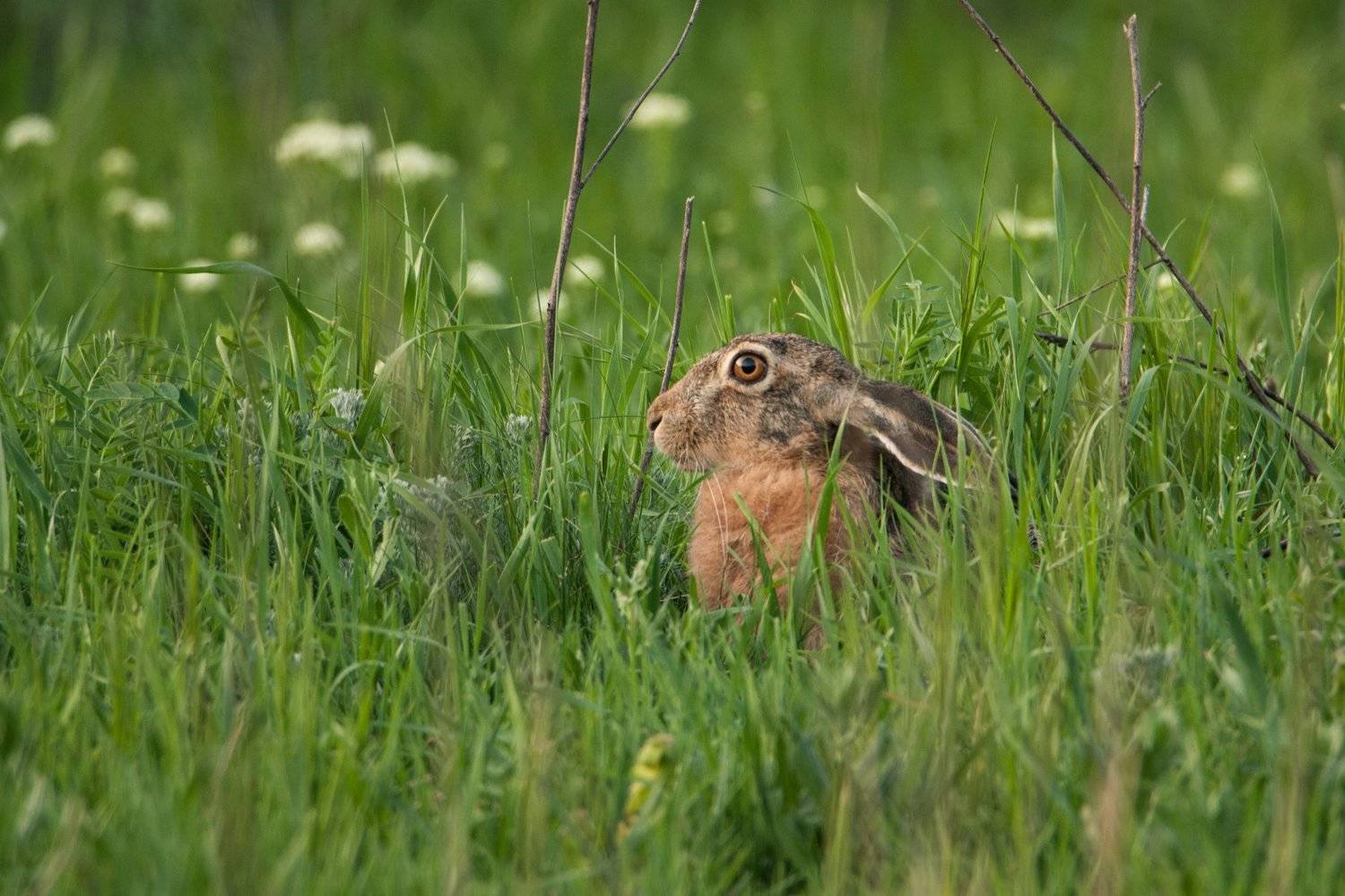 заяц, животные, природа, фауна, Цветков Сергей