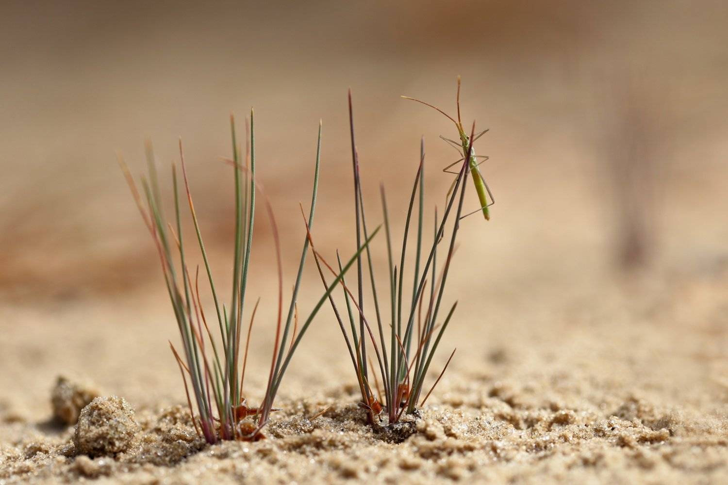 клоп, булавник, chorosoma, gracile, самарский лес, Sergii Markov