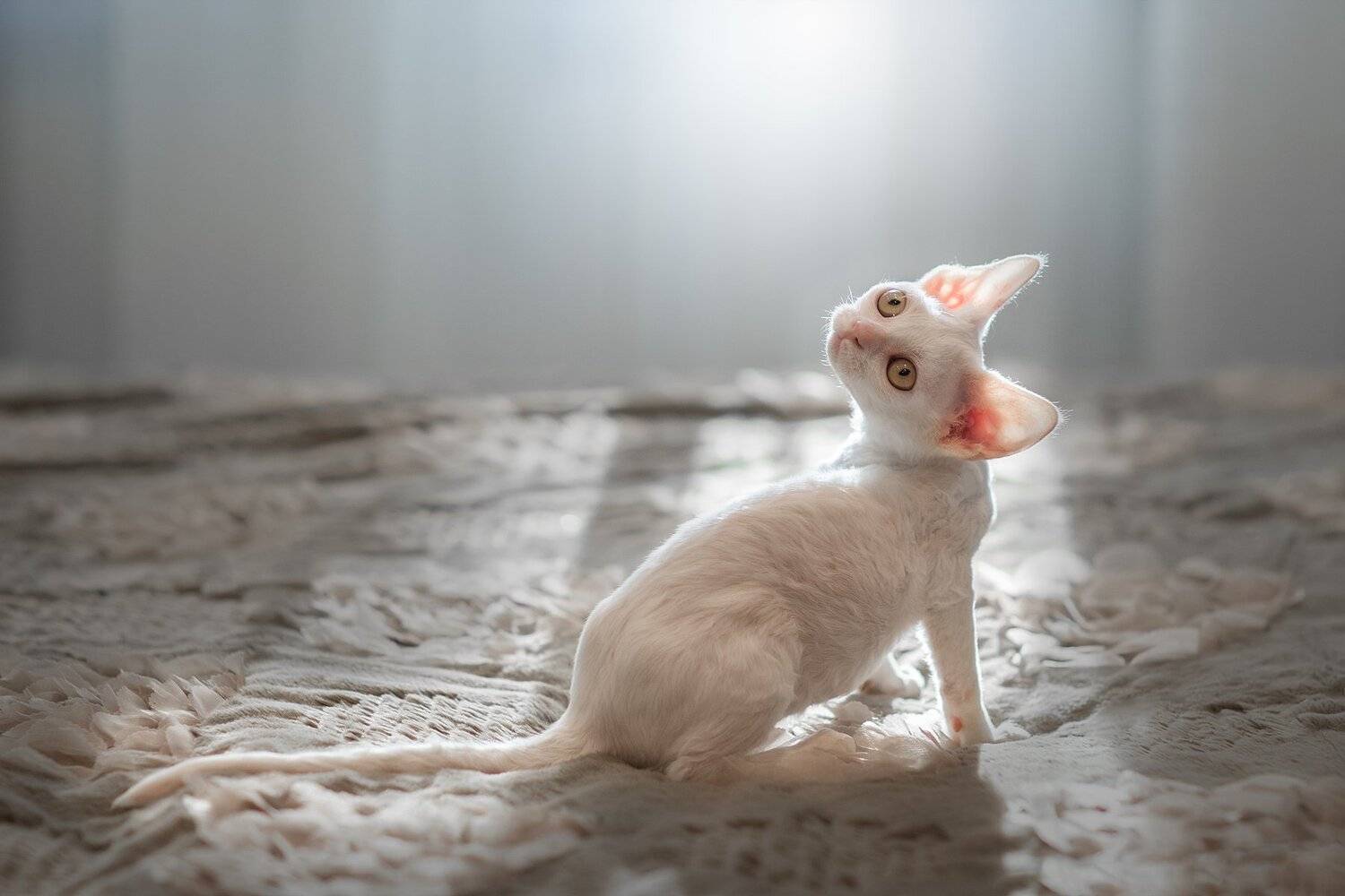 Ушастик:))). Автор: Светлана Писарева , Светлана Писарева