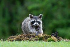 Raccoon - Енот-полоскун