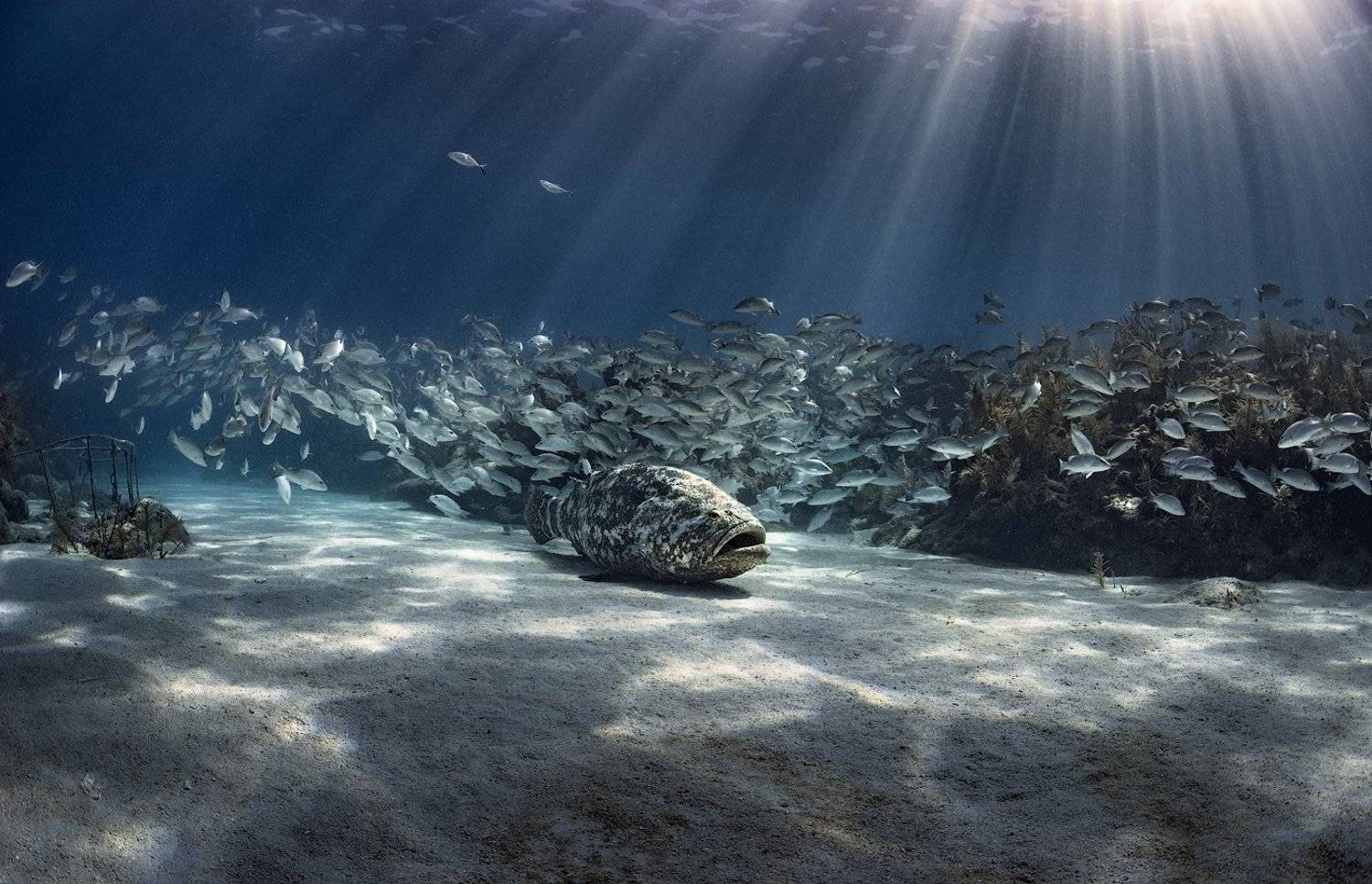 goliath grouper, florida keys, Alexandr Popovski