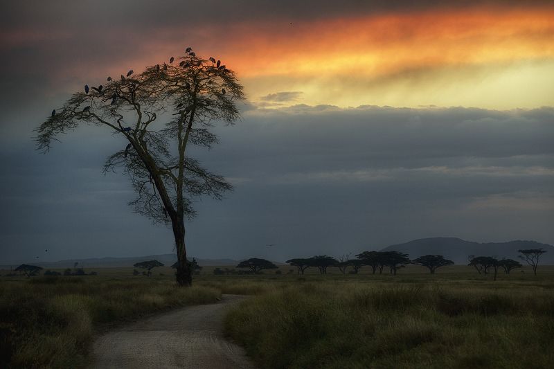 Африканские мотивы фото превью